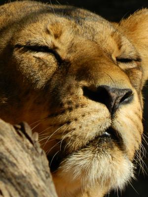 狮子座, 休眠母狮, 野兽, 一种动物, 动物的头, 动物的身体部分, 动物主题