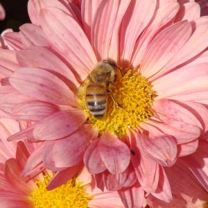 蜜蜂, 授粉, 花, 黛西, 粉色, 夏季