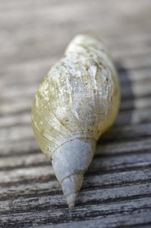 壳, 蜗牛