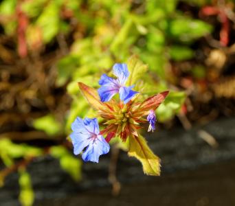 花, 蓝色, 自然, 花香, 春天, 植物, 叶