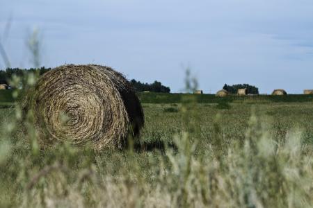捆草, 草原, 干草, 贝尔, 小麦, 农场, 农村