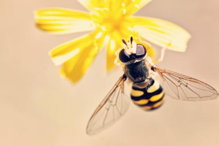 天线, 蜜蜂, 绽放, 开花, 模糊, bug, 特写