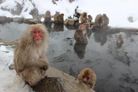雪猴, 猕猴, 日语, 谷, 灵长类动物, 雪, 日本