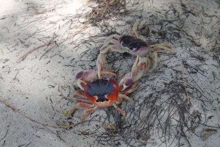 螃蟹, 海滩, 自然, 动物, 甲壳类动物, 战斗