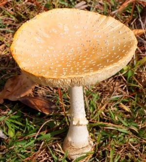 蘑菇, 毒蝇伞, flavivolvata, 飞金顶, 毒蕈, 帽, 真菌
