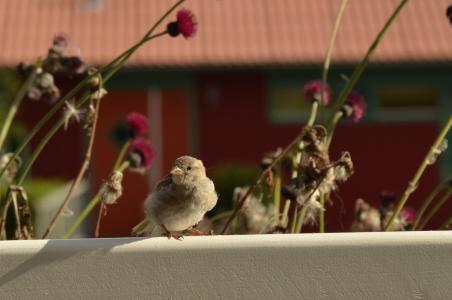 homester, 鸟, 栅栏, 花, 植物区系, musparrow, 毛里求斯