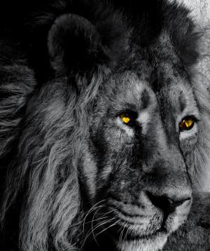 动物, 狮子, 大猫, 黑色和白色, 眼睛, 鬃毛, 捕食者