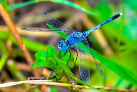 蜻蜓, 昆虫, 黑色, 蓝色, 眼睛, 绿色, 双腿