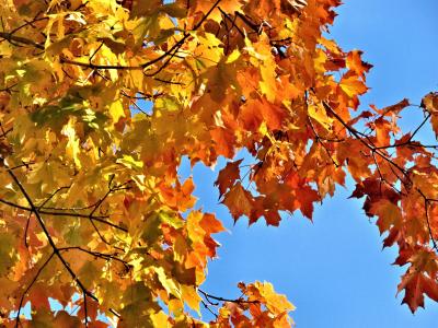 秋天, 叶子, 黄色, 橙色, 加拿大