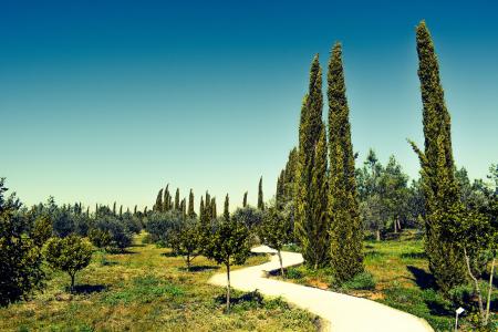 塞浦路斯, avgorou, 柏树, cyherbia, 植物园和迷宫, 吸引力, 花园