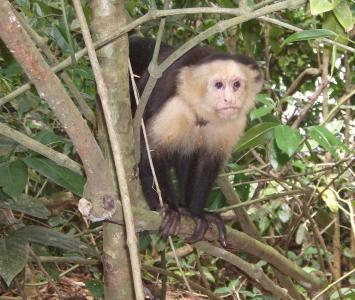 灵长类动物, 哥斯达黎加, 丛林, 猴子, 哺乳动物, 自然