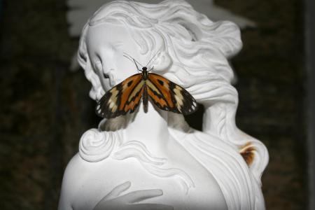 雕像, 蝴蝶, 脸上