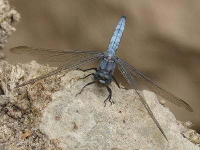蓝蜻蜓, 岩石, 湿地, orthetrum cancellatum, 蜻蜓, 昆虫, 野生动物