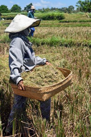 巴厘岛, 印度尼西亚, 旅行, 稻田, 收获, 水稻收获, 女人