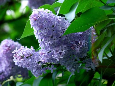 花, 自然, 紫色, 观赏植物, 宏观, 植物, 夏季