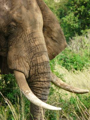 大象, 獠牙, 野生动物, 非洲, 象牙