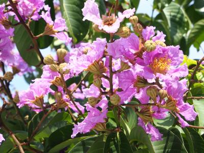 大花, 紫薇, 粉红色和紫色, 台北