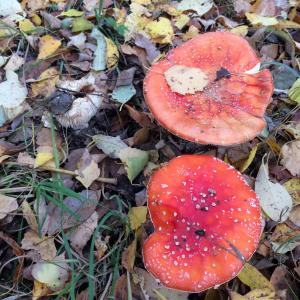 鹅膏菌, 蘑菇, 森林, 红色, 秋天, 自然, 赛季