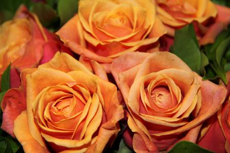 花, 玫瑰, 花束, 橙色
