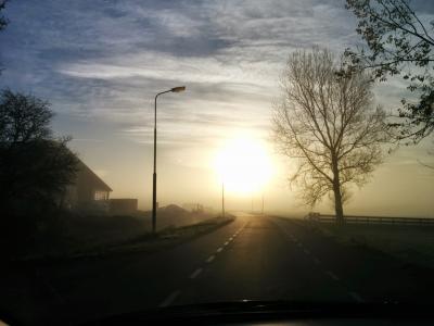 雾, 太阳, 早上, 树木, 道路