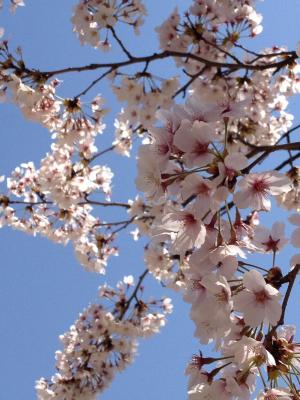 日本, 樱花, 春天, 粉色, 花, 白色