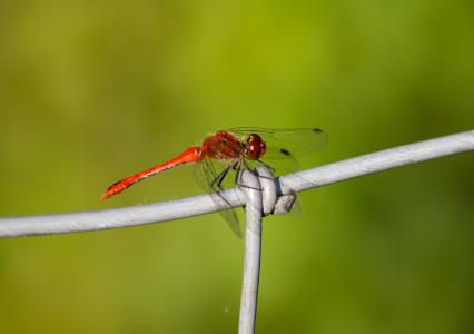 蜻蜓, 红色, 昆虫, 透明, 翼, 掐丝, 飞行的昆虫
