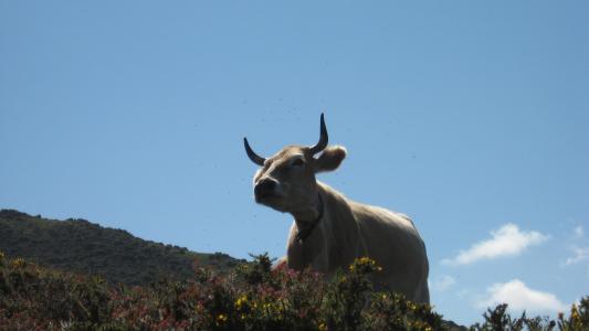 母牛, 自然, 动物, 喇叭, 尖 de 欧罗巴, 公牛, 农场
