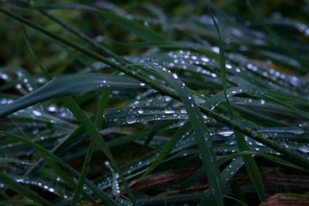 草, 多雨的天气, 草, 滴灌, 雨滴, 露珠, 自然