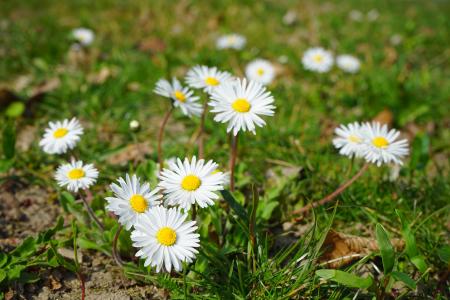 黛西, 花, 开花, 绽放, 白色, 雏菊哲学, 发电量的雏菊