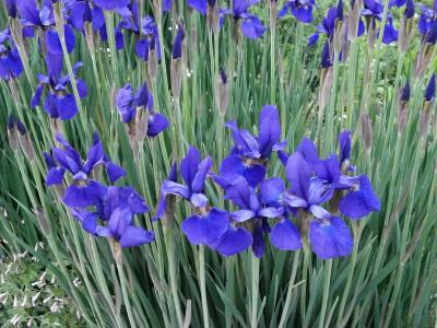 虹膜, 在初夏, 初夏花, 紫色的花, 蓝色的花朵