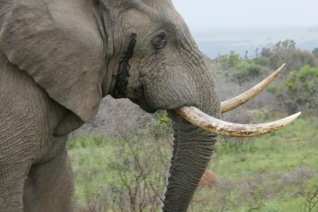 大象, 卡里埃加, 动物, 野生动物园, 南非, 动物群, 图斯克