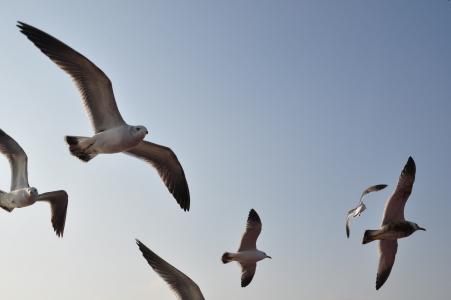 海鸥, 紧急, 飞行, 翼, 新增功能, 海滩