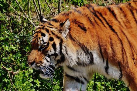 老虎, 捕食者, 毛皮, 美丽, 危险, 猫, 野生动物摄影