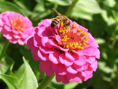 蜜蜂, 百日草, 昆虫, 粉色, bug, 花, 授粉
