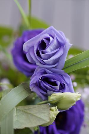 紫色, 花, 开花, 绽放, 花束, 节日, 紫罗兰色