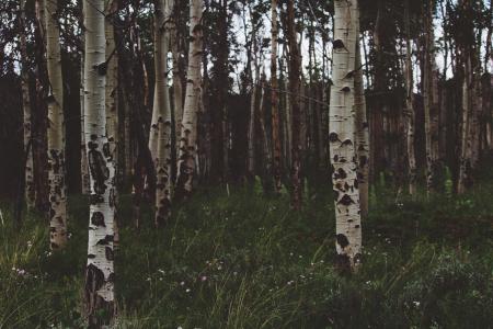 白桦树, 树干, 树皮, 树木, 森林, 木材, 自然