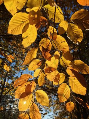 叶子, 秋天, 树, 黄色的树叶