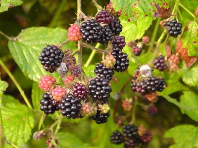 黑莓, 布什, 自然, 水果, 浆果, 荆棘, 水果
