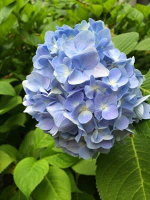 绣球花, 蓝色, 开花, 绽放, 叶子, 绿色