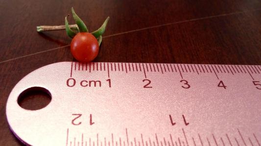 番茄, 小小, 标尺, 红色, 食品, 水果, 樱桃