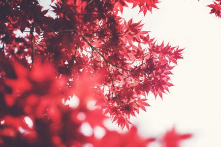 红色, 叶, 树, 景观, 自然, 树木, 秋天
