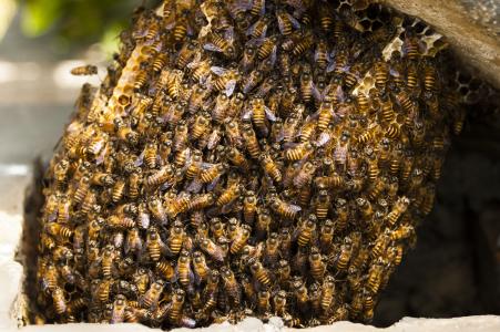 蜜蜂, 蜂巢, 蜂蜜, 昆虫, 自然, 蜂巢, 自然