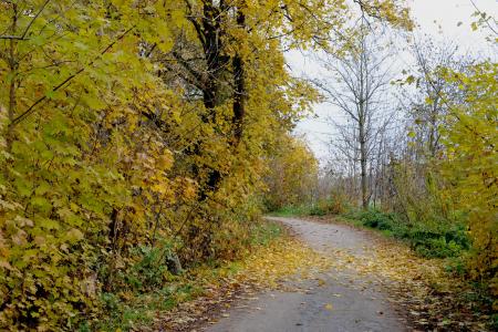 秋天, 叶子, 树木, 自行车路径, 特大街, 唱, 斯瓦比亚 alb