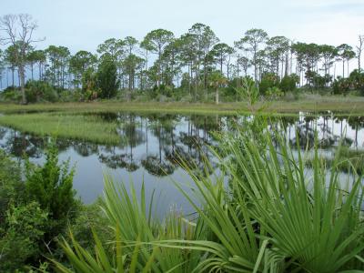 佛罗里达州, 自然, 沼泽, 植物, 湿地, 美国, 绿色
