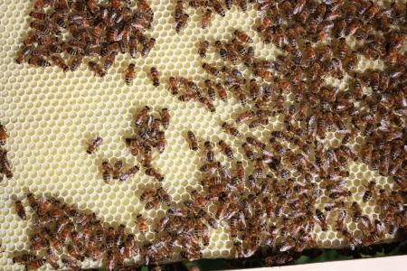 蜜蜂, 养蜂, 蜂蜜, 蜜蜂, 昆虫, 蜂巢, 蜂蜡