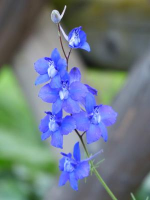 花, 开花, 绽放, 蓝色, 花园 feldrittersporn, consolida ajacis, 花园草
