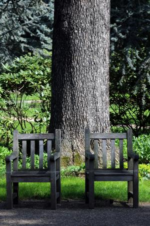 阿尔伯特·卡恩花园, 日本花园, 布洛涅-布伦比扬库尔, 自然, 板凳, 树