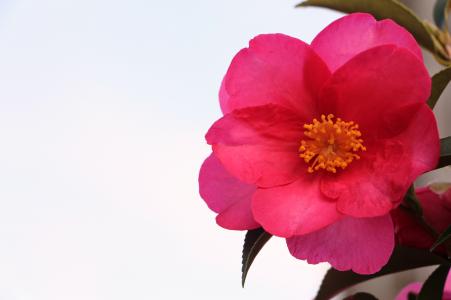 罗莎, 春天, 花, 自然, 植物, 粉红色的花, 花瓣