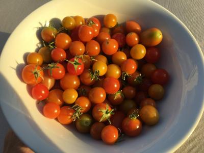 西红柿, 樱桃番茄, 番茄菜