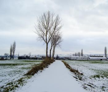 雪, 冬天, 白天, 自然, 雪景, 树, 照片